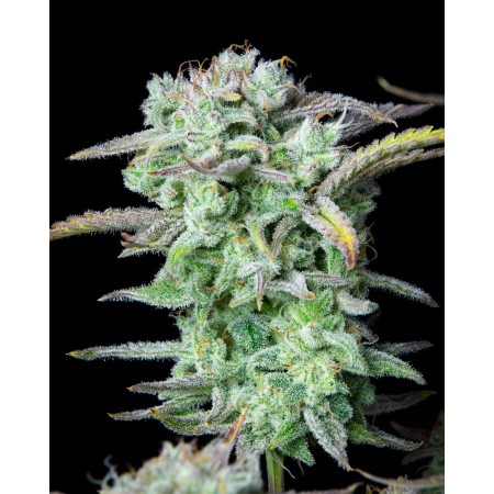 Strawberry Banana | Autoflower | Fast Buds Seeds