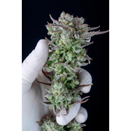 Strawberry Banana | Autoflower | Fast Buds Seeds