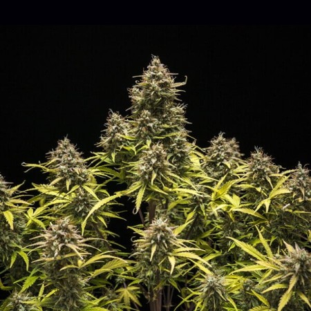 Blue Cheese |  Autoflowering | Royal Queen Seeds