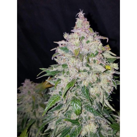 Stardawg | Autoflower | Fast Buds Seeds