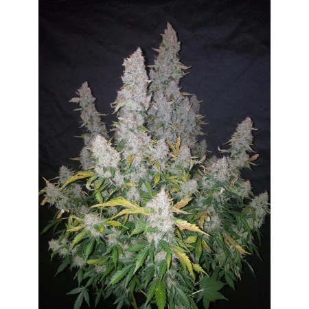 Stardawg | Autoflower | Fast Buds Seeds