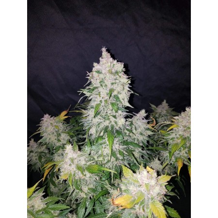 Stardawg | Autoflower | Fast Buds Seeds