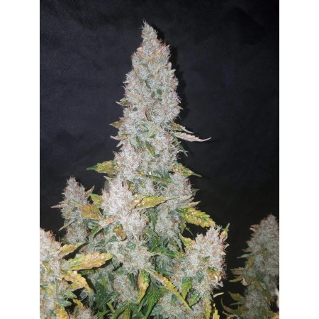 Stardawg | Autoflower | Fast Buds Seeds