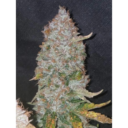 Stardawg | Autoflower | Fast Buds Seeds