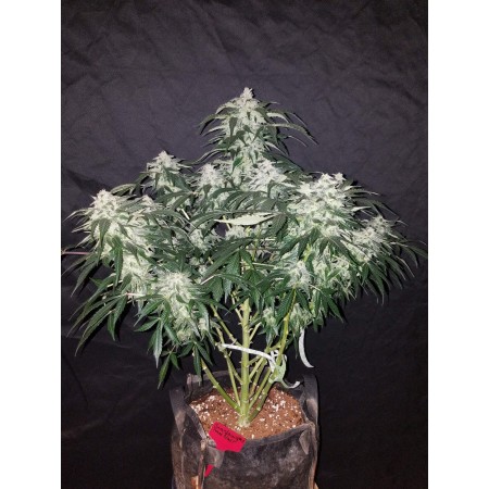 Stardawg | Autoflower | Fast Buds Seeds