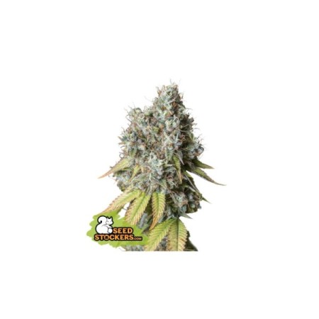 Bruce Banner | Autoflower | Seedstockers Seeds