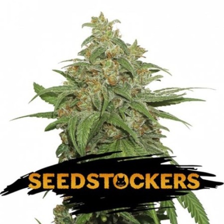 AK420 | Feminized | Seedstockers Seeds