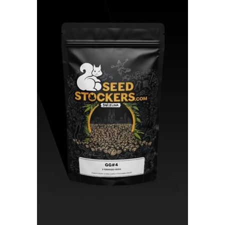 Gorilla Glue Nr. 4 | Feminized | Seedstockers Seeds