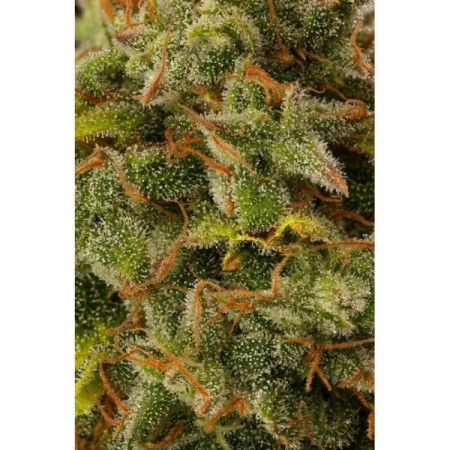 Gorilla Glue Nr. 4 | Feminized | Seedstockers Seeds