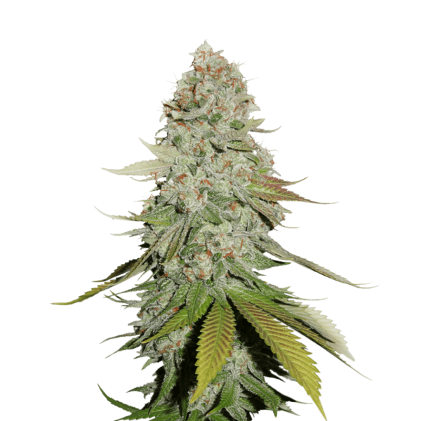 Gorilla Glue Nr. 4 (GG4) | Autoflower | Seedstockers Seeds