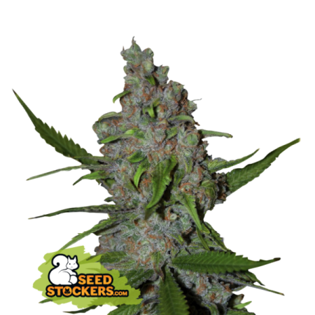 Gelato 41 | Feminized | Seedstockers Seeds