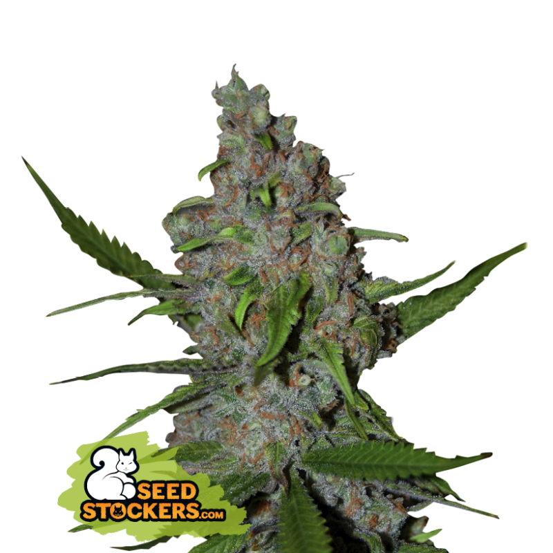 Gelato 41 | Feminized | Seedstockers Seeds