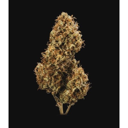 Blue Cheese |  Autoflowering | Royal Queen Seeds