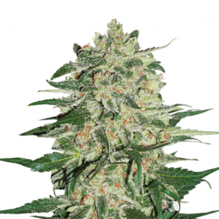 Big Bud | Feminized | Seedstockers Seeds