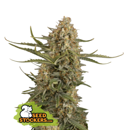 BCN Critical XXL | Feminized | Seedstockers Seeds
