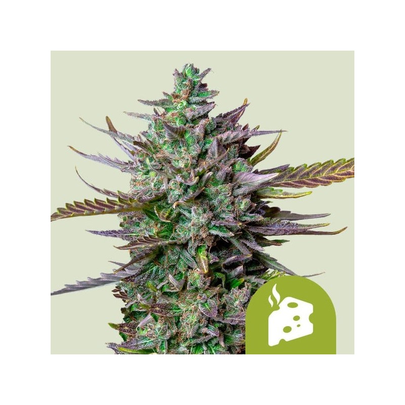 Blue Cheese |  Autoflowering | Royal Queen Seeds