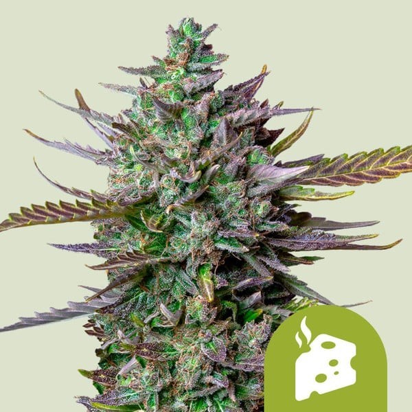 Blue Cheese | Royal Queen Seeds | Autoflowering