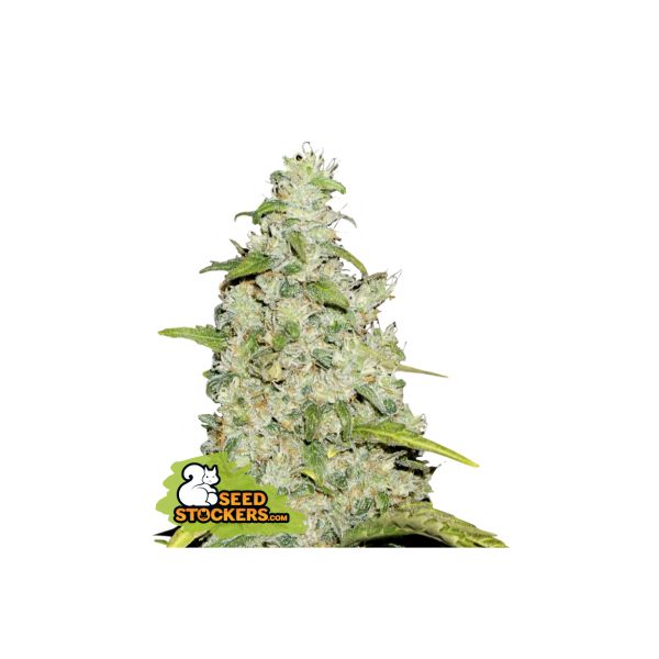 Amnesia | Feminized | Seedstockers Seeds