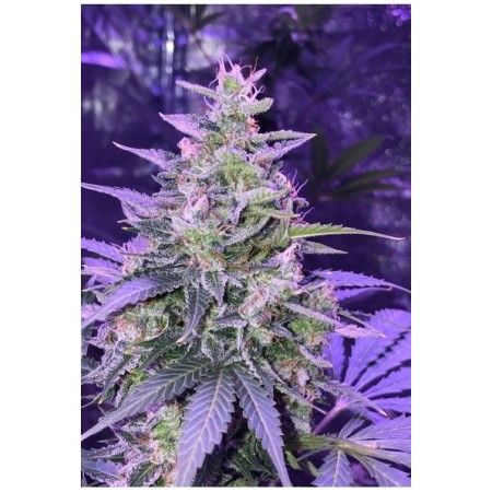Amnesia | Feminized | Seedstockers Seeds