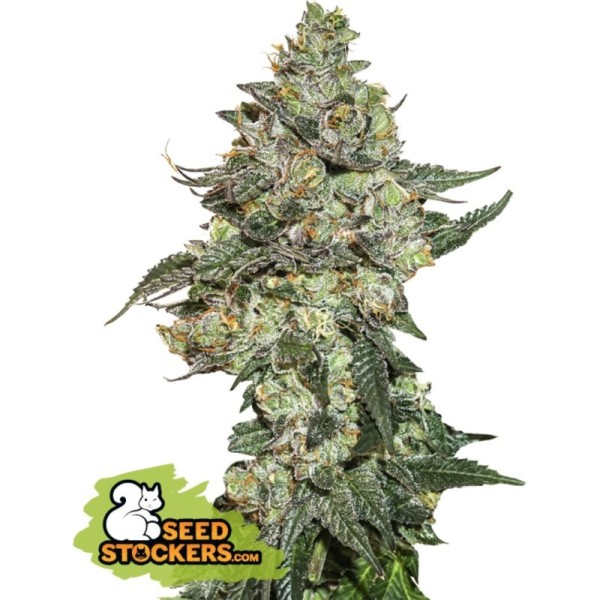 Girl Scout Cookies | Autoflower | Seedstockers Seeds