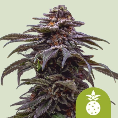 Tropicana Cookies Purple | Autoflowering | Royal Queen Seeds