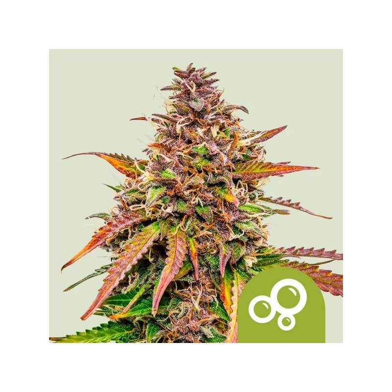 Bubble Kush | Autoflowering | Royal Queen Seeds