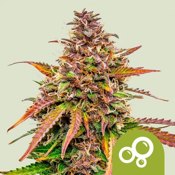 Bubble Kush | Royal Queen Seeds | Autoflowering