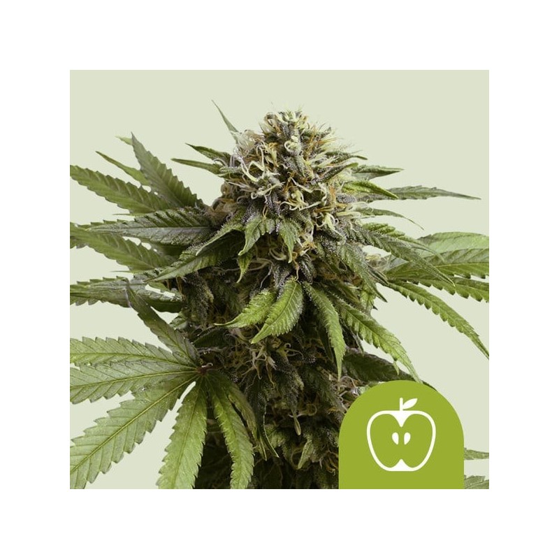 Apple Fritter | Autoflowering | Royal Queen Seeds