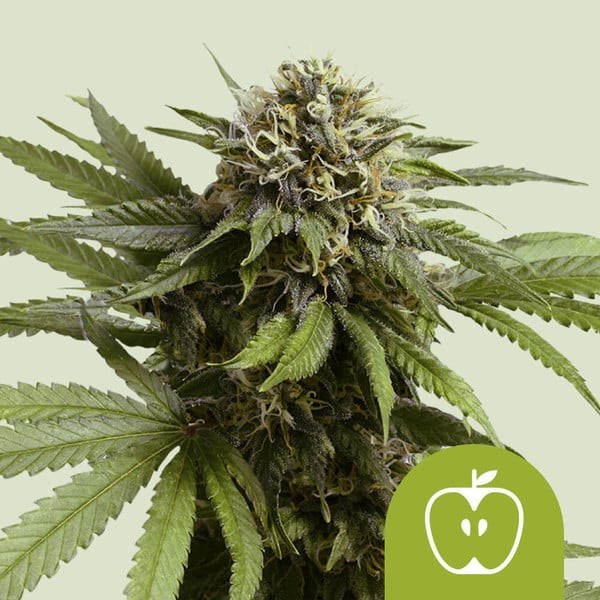 Apple Fritter | Royal Queen Seeds | Autoflowering