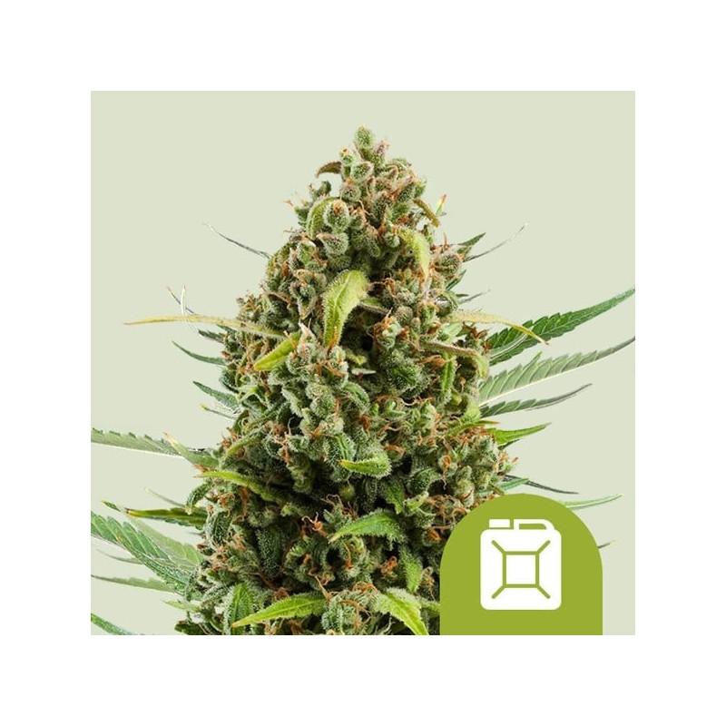Diesel | Autoflowering | Royal Queen Seeds