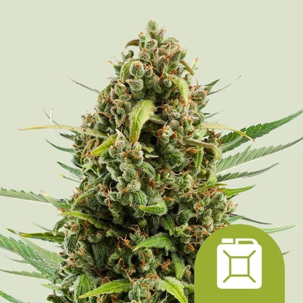 Diesel | Royal Queen Seeds | Autoflowering