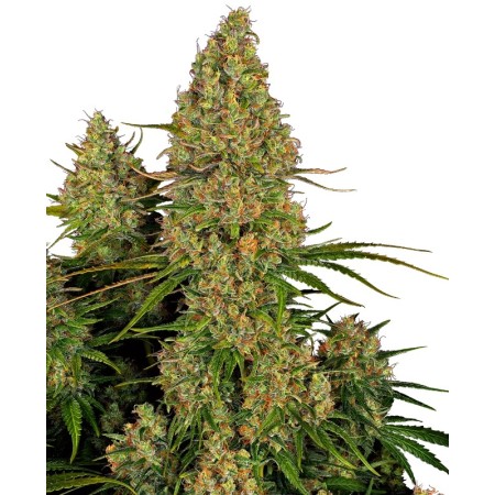 Sticky Orange XXL | Autoflower | Sensi Seeds