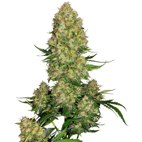 Skunk Nr. 1 | Autoflower | Sensi Seeds