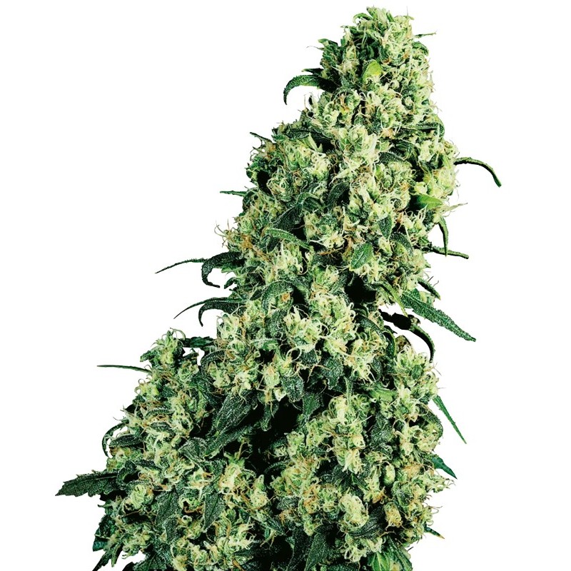 Skunk Nr. 1 | Feminized | Sensi Seeds
