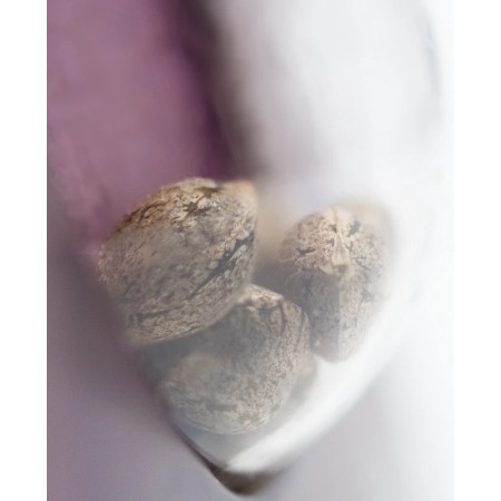 Skunk Nr. 1 | Feminized | Sensi Seeds