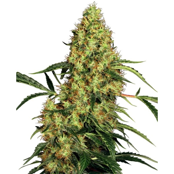 Mexican Sativa | Feminized | Sensi Seeds