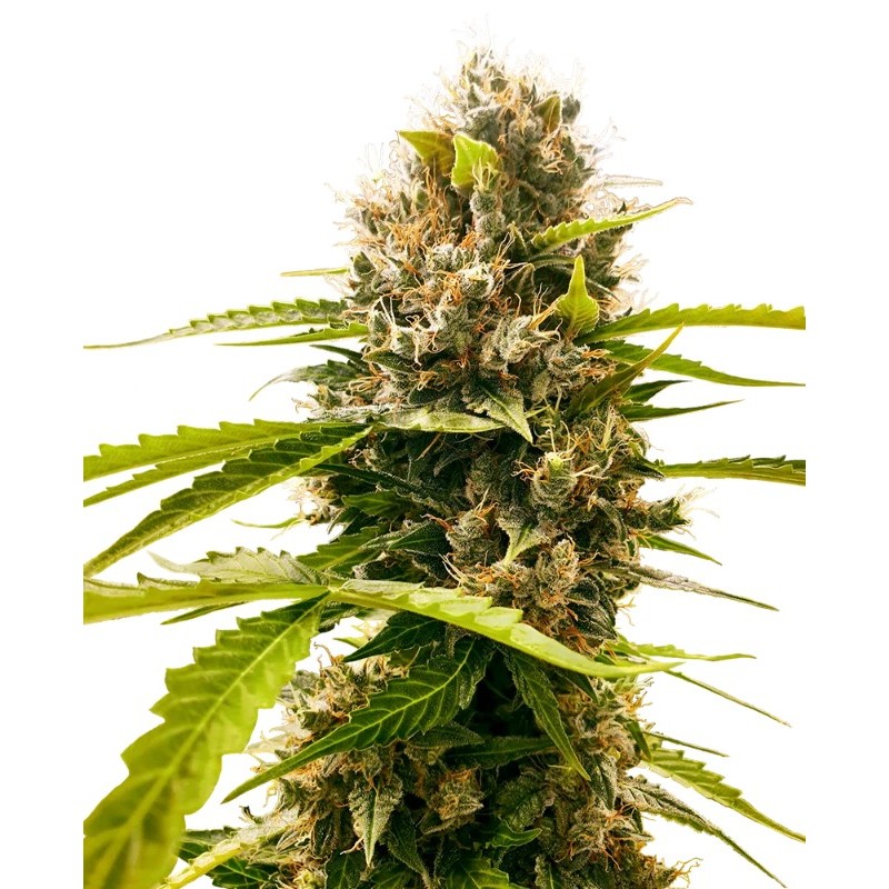 Mandarin Punch | Feminized | Sensi Seeds