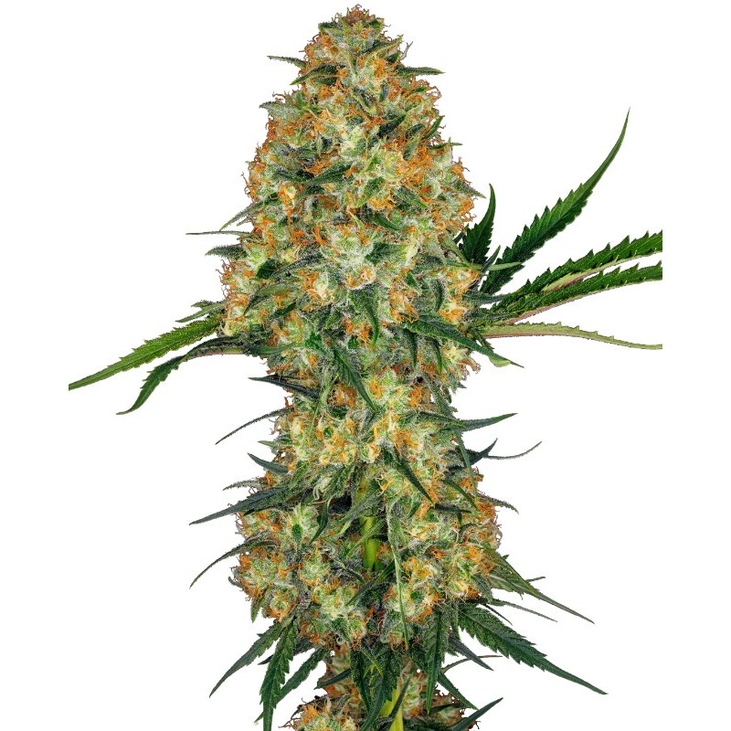 Hindu Kush | Feminized | Sensi Seeds