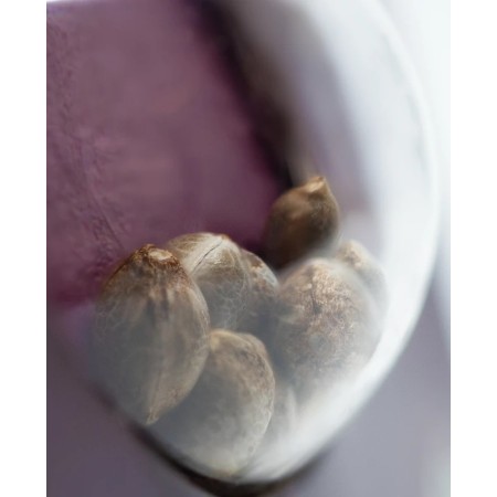 Hindu Kush | Feminized | Sensi Seeds