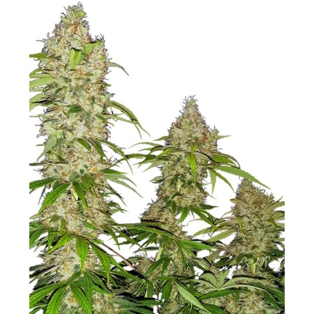 Banana Kush Cake | Feminized | Sensi Seeds
