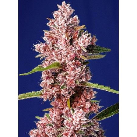 Tropicana Poison F1 Fast Version | Feminized | Sweet Seeds