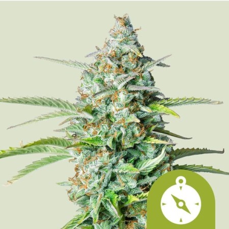 Northern Light | Autoflowering | Royal Queen Seeds