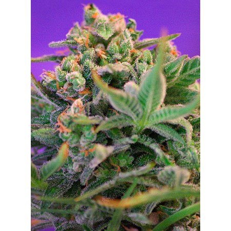 Sweet Cheese F1 Fast Version | Feminized | Sweet Seeds
