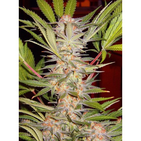 S.A.D. Sweet Afgani Delicious F1 Fast Version | Feminized | Sweet Seeds