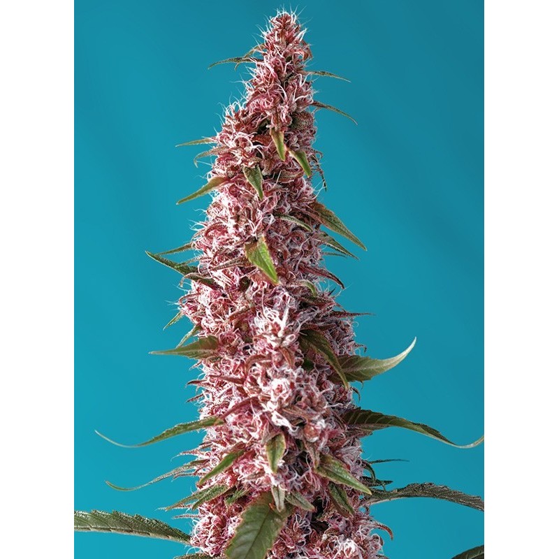 Red Pure | Autoflower CBD | Sweet Seeds