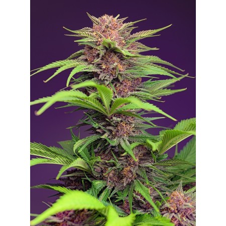 Red Mimosa XL | Autoflower | Sweet Seeds