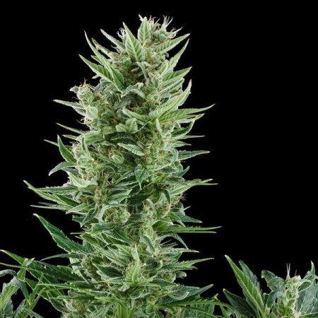 Quick One |  Autoflowering | Royal Queen Seeds