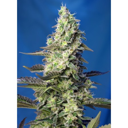 Green Poison Xl | Autoflower | Sweet Seeds