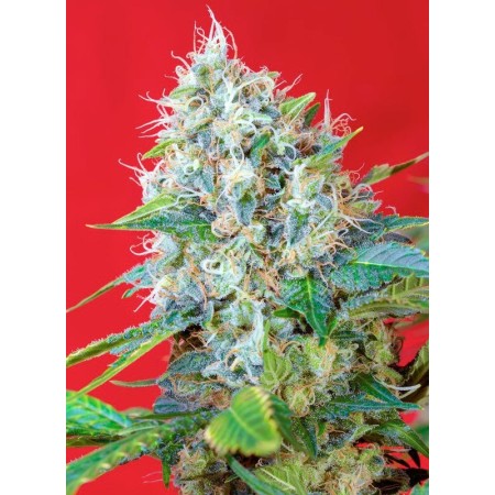 Green Poisone | Feminized | Sweet Seeds