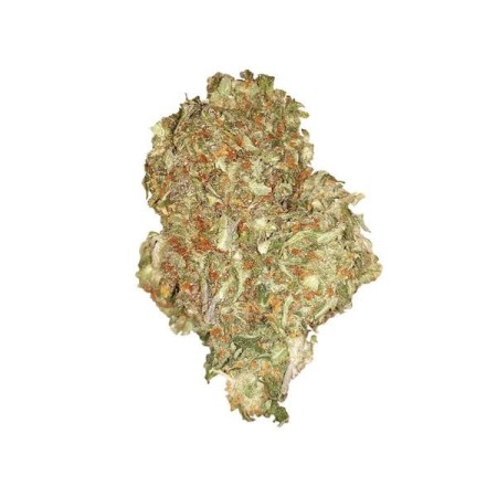 Quick One |  Autoflowering | Royal Queen Seeds